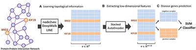 Predicting the Disease Genes of Multiple Sclerosis Based on Network Representation Learning